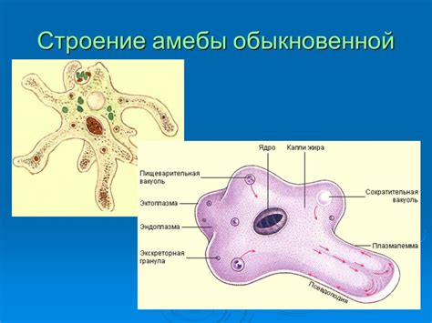 Кинезы и миозы в движении амебы