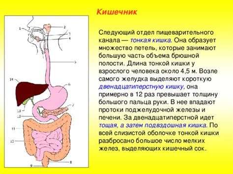 Кишечник: неотъемлемая часть пищеварительного процесса и иммунной системы