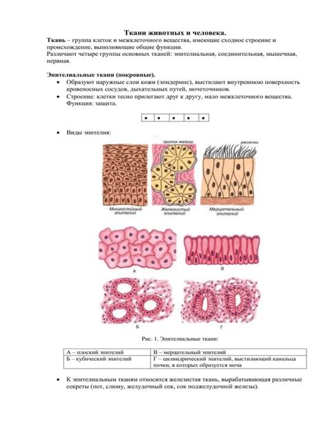 Клетки эпителиальной ткани