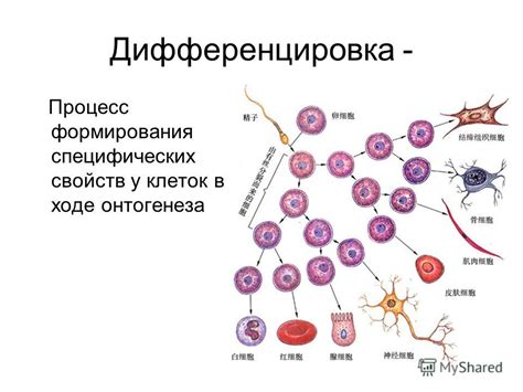 Клеточная дифференцировка и развитие