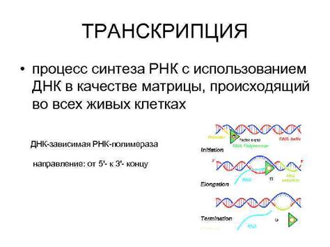 Клеточные процессы, контролируемые с использованием матрицы для синтеза РНК