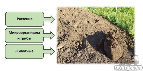 Ключевая роль микроорганизмов в обновлении почвы