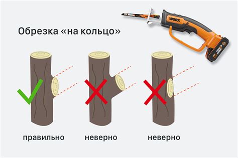 Когда лучше проводить обрезку