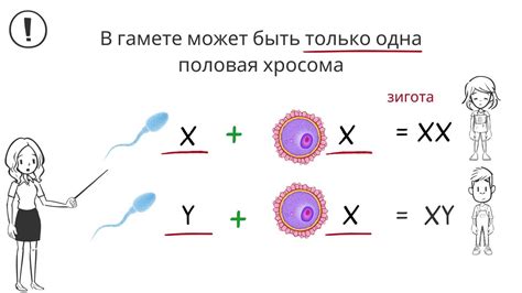 Количество хромосом и их тип