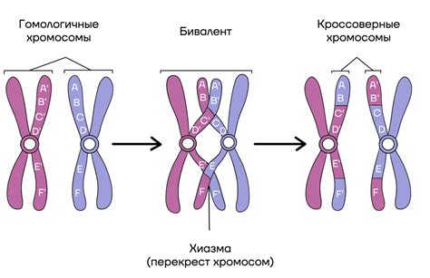 Конденсация хроматиды