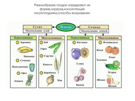 Консистенция плодов