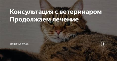 Консультация с ветеринаром и профилактика повторных травм