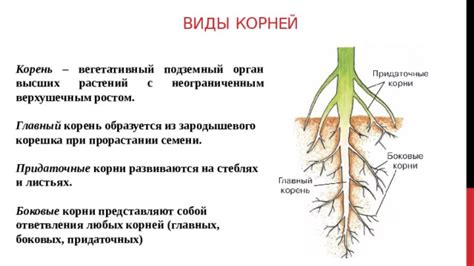 Корень растения: функции и устройство