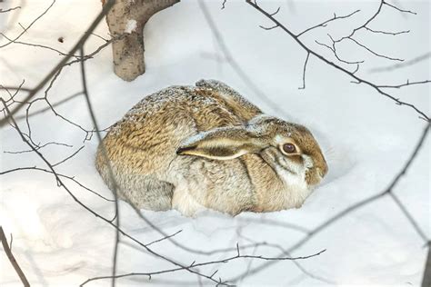 Кормление зайца русака в зависимости от сезона