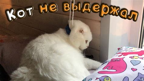 Кот, который не отпускает