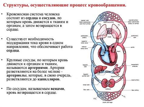 Кровеносная система ног: общая структура