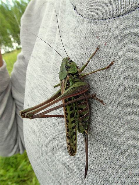 Крупные саранчи