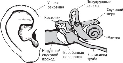 Кузнечик: строение и функции ушей на ногах