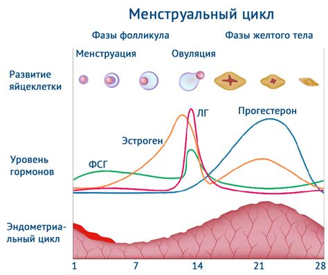 ЛГ и овуляция: взаимосвязь и влияние