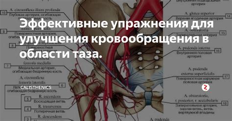 Лечение нарушений кровообращения в тазу