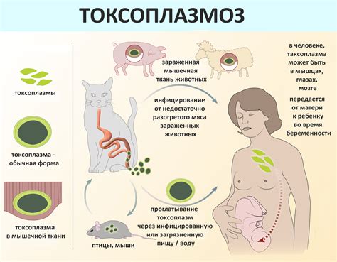 Лечение токсоплазмоза