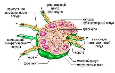 Лимфатические сосуды