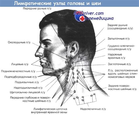 Лимфоузлы справа от гортани