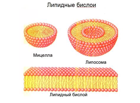 Липидный бислои слоев