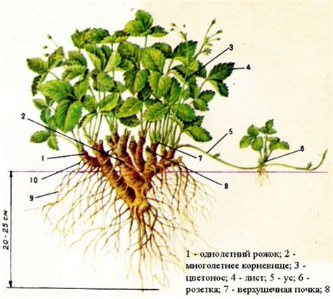 Листья у клубничного куста