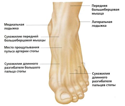 Лодыжка как показатель