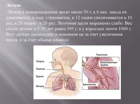 Лошадиным носом: особенности дыхательной