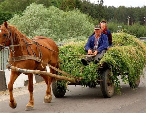 Лошади в телеге