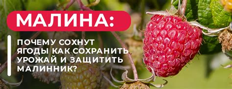 Малина: почему плесневеют ягоды