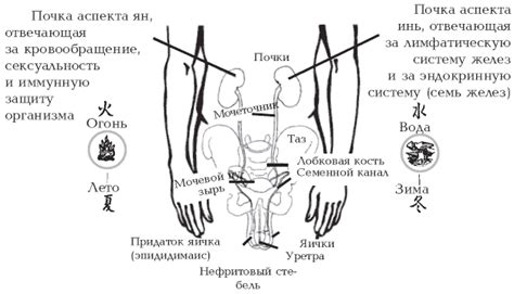 Массаж лобковой области