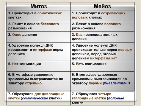 Мейоз: анализ ошибок и опасности для организма