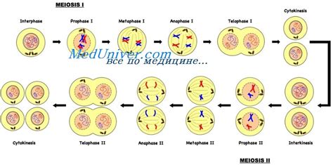 Мейоз: ключевые этапы и особенности
