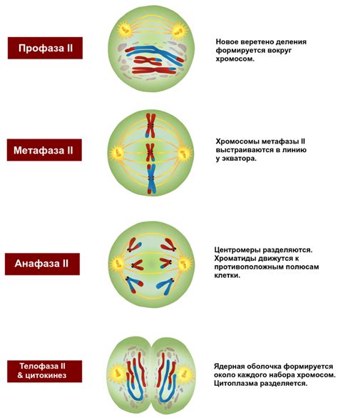 Мейоз: процесс разделения генетического материала