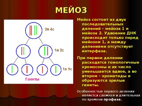 Мейоз: роль в формировании гамет