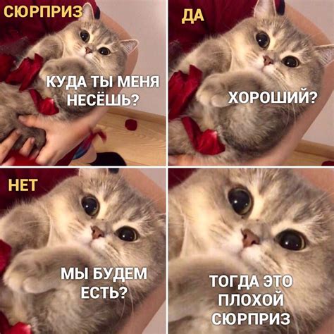 Мемы с участием котов