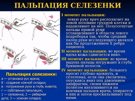 Методы диагностики размера селезенки