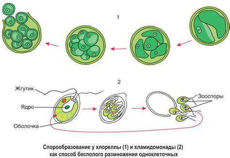 Методы изменения условий содержания для замедления размножения