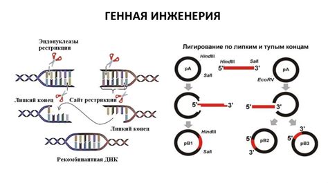 Методы молекулярной генетики