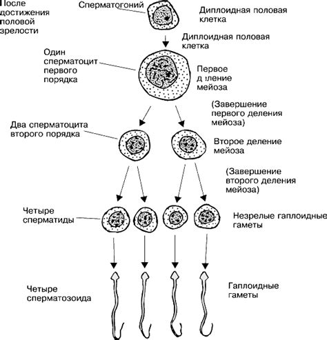 Механизмы взаимодействия направительных тельц в яйцеклеточных клетках