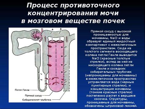 Механизмы действия мочи