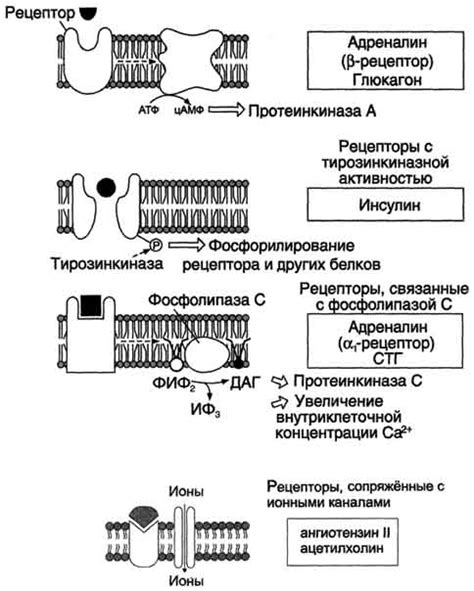 Механизмы передачи сигналов