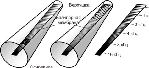 Механизмы различения людей