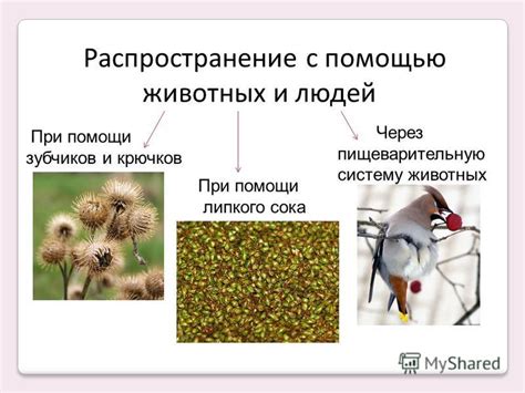 Механизмы распространения семян через пищеварительную систему животных