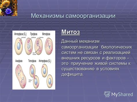 Механизмы самоорганизации органоидов