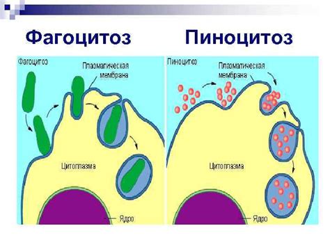 Механизмы управления клеткой