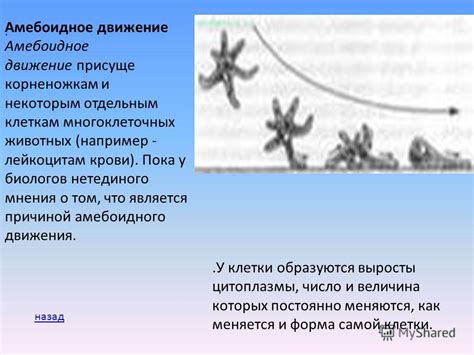 Механизм амебоидного движения