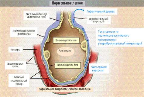 Механизм возникновения отека