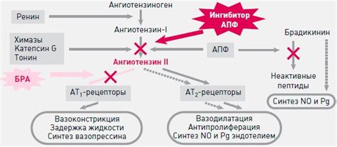 Механизм действия сартанов