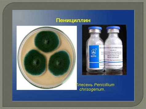 Механизм появления пенициллина на продуктах