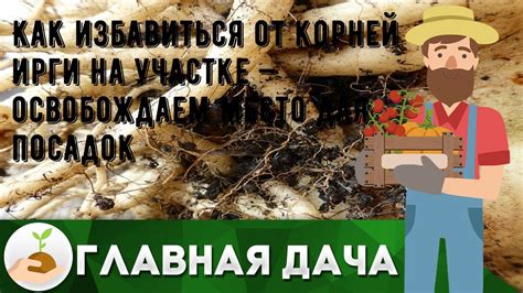 Механическое извлечение корней ирги