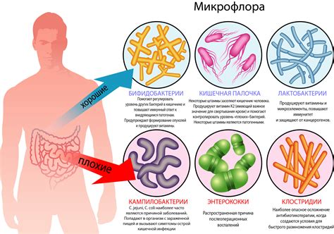 Микробиом организма: основные функции